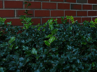 new leaves on holly