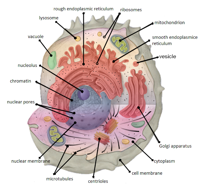  Virus vs cell