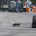 Vídeo: Animal invade a pista e assusta pilotos em treino da Fórmula 1