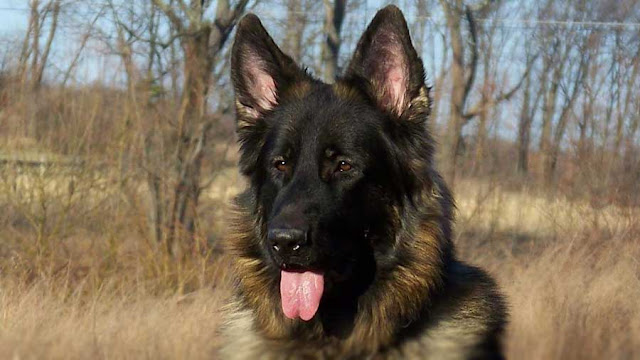 "King Shepherd Dog - Majestic and Gentle Giant, Radiating Regal Charm and Loyalty in its Impressive Stature."