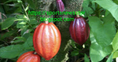 Cocoa beans were first cultivated by which country?