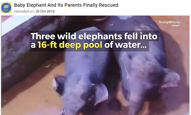 Baby Elephant And Its Parents Finally Rescued