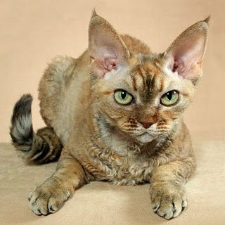 devonshire rex cat pets photo picture