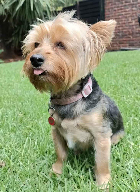 Female Yorkshire Terrier sitting on grass