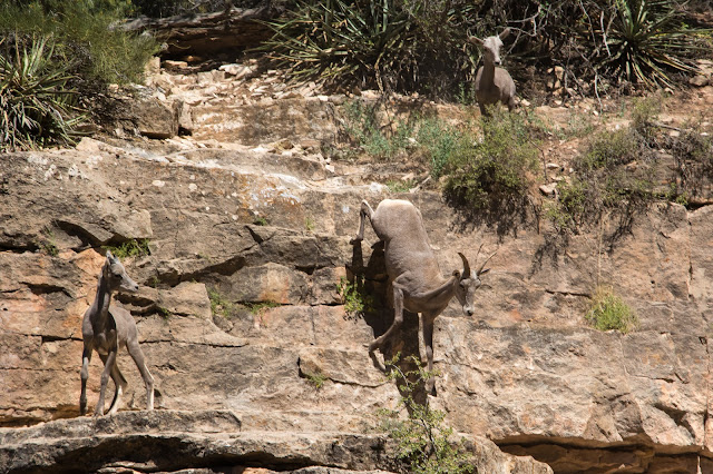 Desert Bighorn Sheep, Grand Canyon