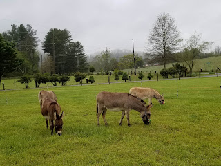 mini-donkeys grazing; some in grazing muzzles