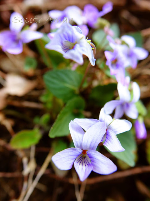 Viola bissetii