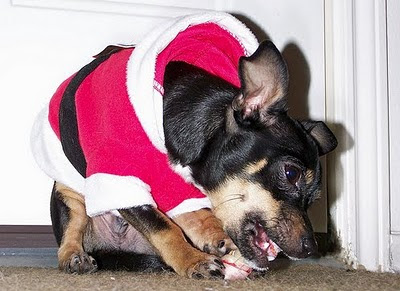 Santa Hat Seen On www.coolpicturegallery.us