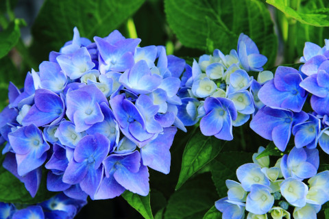 hydrangea-flowers-inflorescence