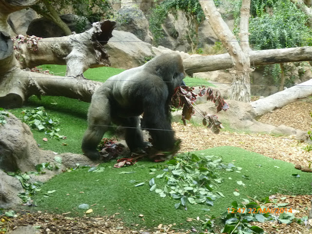 Loro Parque Loro Park Teneriffa Gorilla