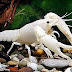 Procambarus Clarkii White (กุ้งสโนว์)