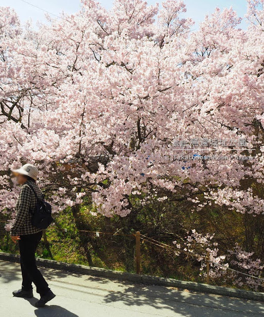 高遠城址公園の桜