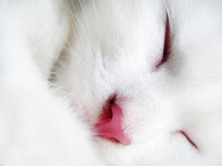 Cat Sleeping Wallpaper and photo