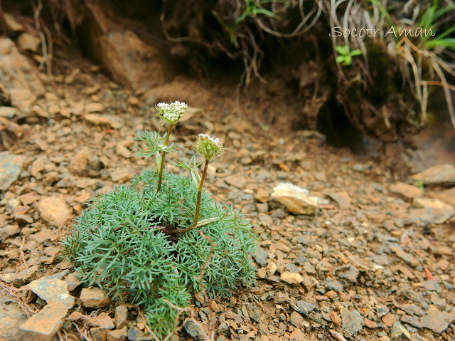 Tilingia ajanensis