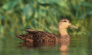 Bebek Lengkap