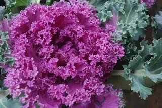 Ornamental kale