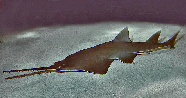 common sawfish image,rare animal