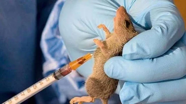 NCDC verifies 894 cases of Lassa fever