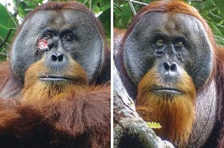 Sorprenden orangutàn aplicàndose una planta medicinal en una herida