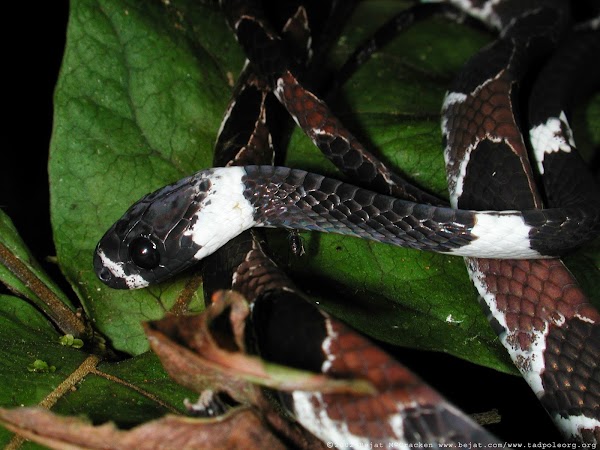 USFQ organiza Taller Internacional para evaluar la Conservación de los Reptiles de la Cuenca Amazónica y las Guayanas 