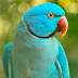 Blue Ringneck Parrot