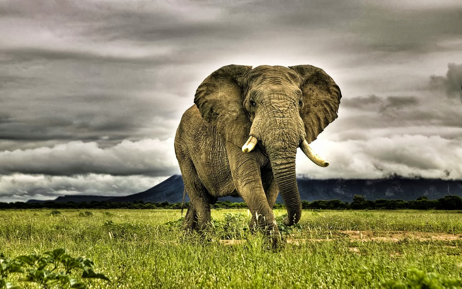 AFRICAN ELEPHANTS  HD  WALLPAPERS  FREE  HD  WALLPAPERS 