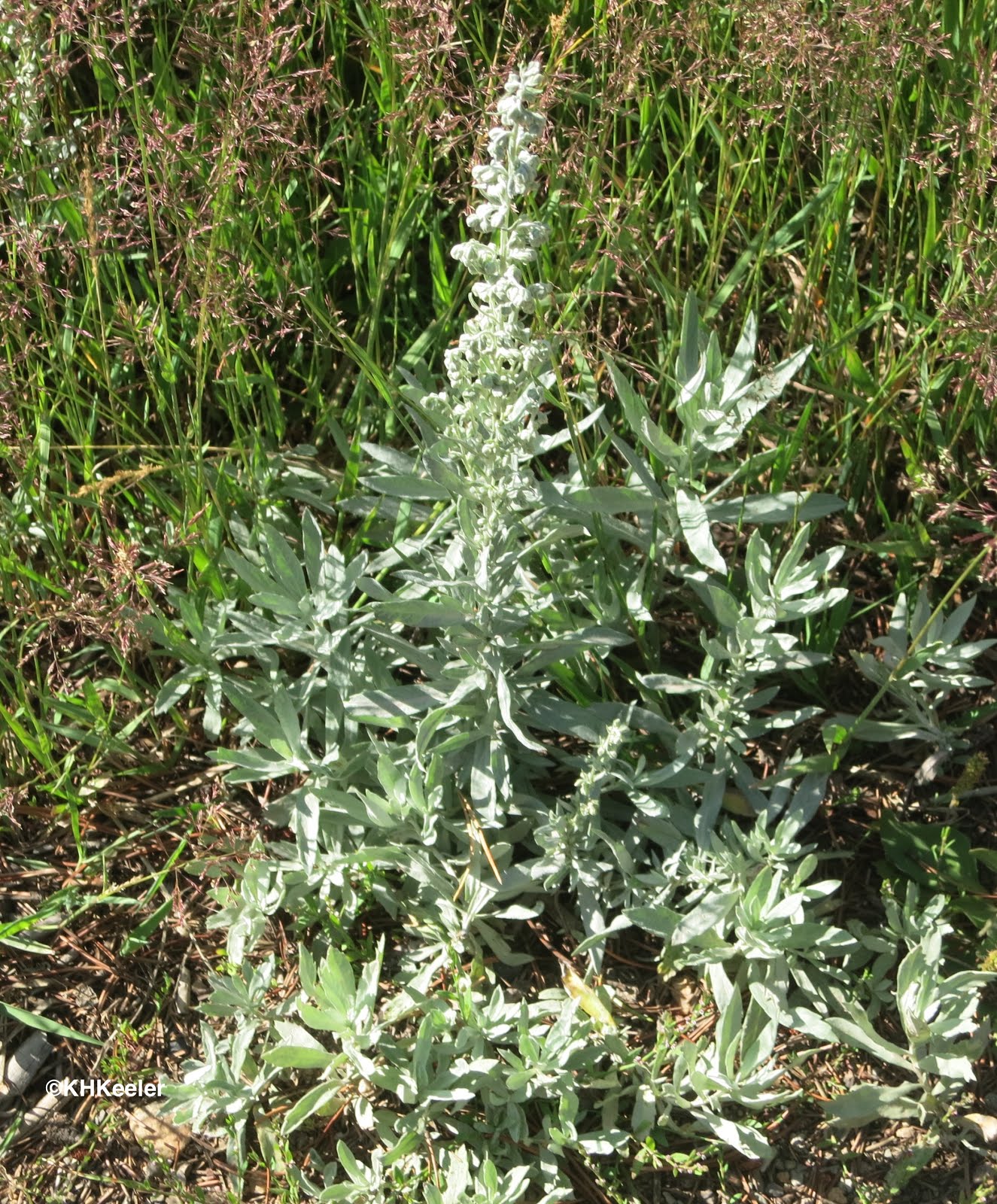 A Wandering Botanist: Plant Story -- Artemisia ludoviciana ...