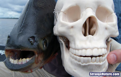 strange fish with human teeth 2