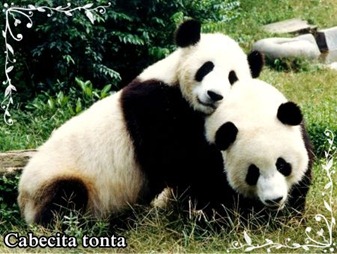 15meses