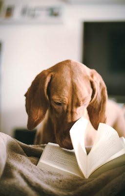 Tan dachshund dog nosing through a paperbook in morning routine
