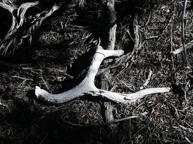 15: shed and decayed antler