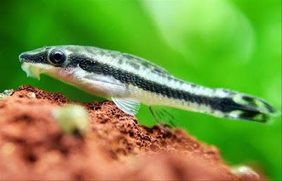 Otocinclus Affinis