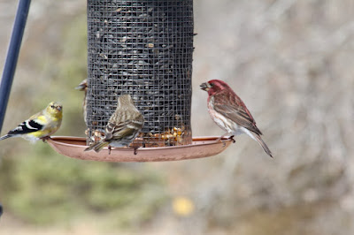 bird on the right: purple finch  or house finch?