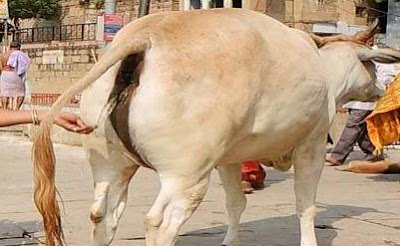 गौमूत्र के स्वास्थ्य सम्बन्धी फायदे और उपयोग - Gaumutra ke fayde aur upyog