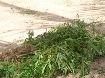 SEABRA: Mototaxista tinha 75 pés maconha no quintal
