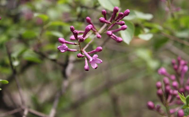 Lilac Flowers Pictures