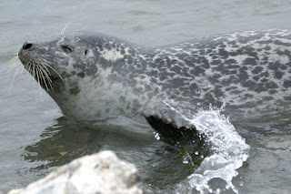 Phoque commun - Phoca vitulina