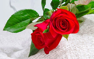 Gambar Bunga Mawar Merah Yang Cantik_Red Roses Flower 2000