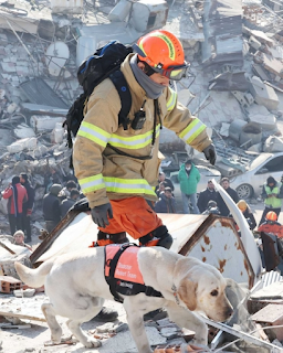 Un valiente perro rescatista coreano continúa la búsqueda en Turquía a pesar de sus heridas