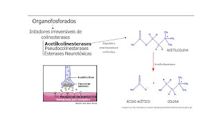   acetilcolinesterase, acetilcolinesterasa, acetilcolina, acetylcholinesterase, cholinesterase inhibitors