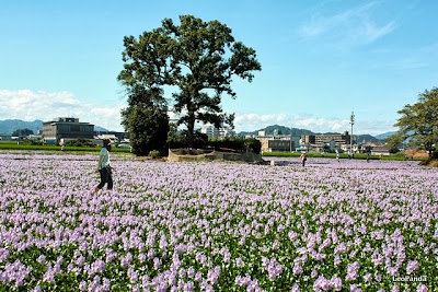 本薬師寺の布袋葵