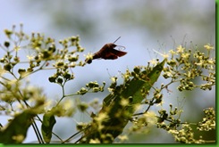 clip_image032