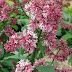 Pink Flowering Shrubs Canada - Miss Canada Lilac (Syringa x prestoniae 'Miss Canada') in ... - Check spelling or type a new query.