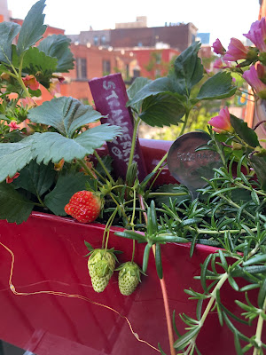 A close-up of a strawberry, just turning red, surrounded by a few that are still green, in a red flower box on a balcony rail with city buildings and sky in the background.