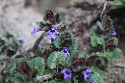 Hondsdraf - Tongerblom - Glechoma hederacea