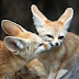The fennec fox are loving