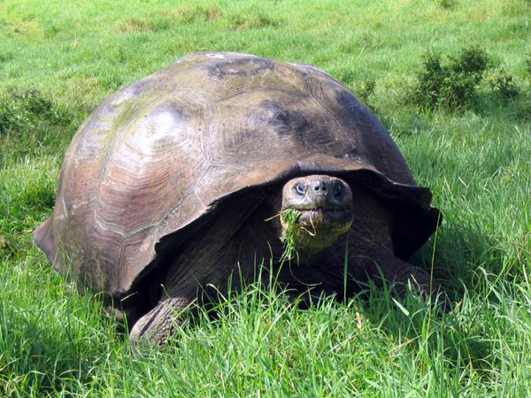 Animals - Galapagos Island Seen On www.coolpicturegallery.us