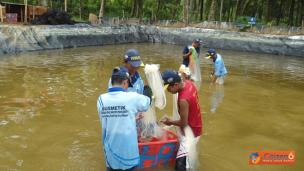 Tips Tingkatkan Produksi Udang dengan Teknologi Busmetik