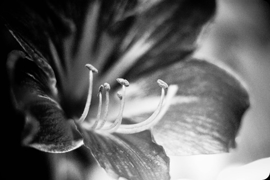 SONY DSC