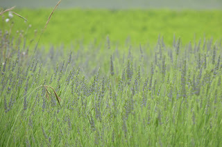 Campos de lavanda.